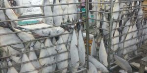 Frozen Leather Skin Fish