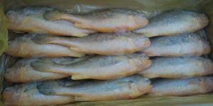 Frozen Yellow Croaker Fish