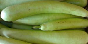 Fresh Bottle Gourd