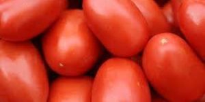 Fresh Tomato