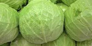 Fresh Cabbage