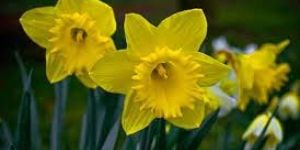Fresh Daffodil Flowers