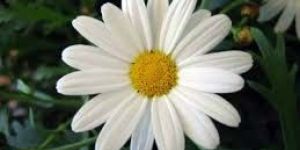 Fresh Daisy Flowers