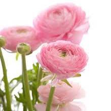 Fresh Ranunculus Flowers