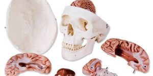 Skull Model with 8 Parts Brain