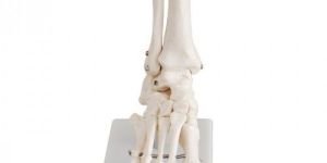 Life-Size Foot Joint