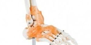 Life-Size Foot Joint with Ligaments