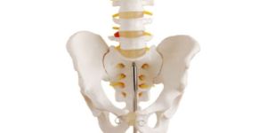 Life-Size Pelvis with 5pcs Lumbar Vertebrae