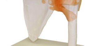 Life-Size Shoulder Joint