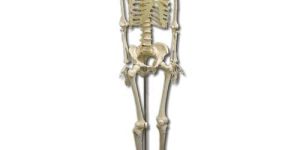 Life-Size Skeleton180cm Tall