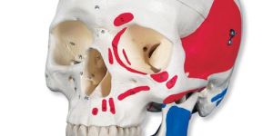 Life-Size Skull With Painted Muscles