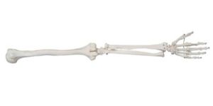 Life-Size Upper Extremity