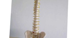 Life-Size Vertebral Column