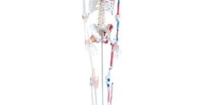180cm Tall Muscles Ligaments Skeleton