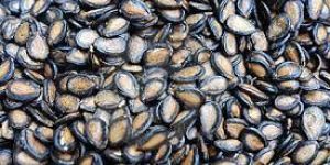 Watermelon Seeds