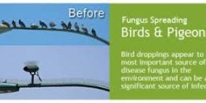 Bird Control Services