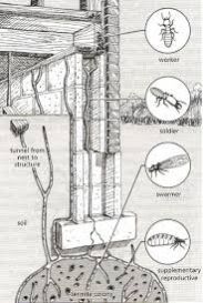 Termite Control Services