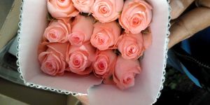 Dutch Roses