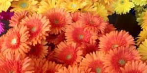 Gerbera