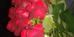 Tajmahal Red Rose