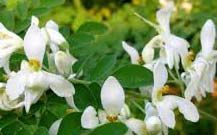 Moringa Oleifera Flower