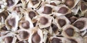 Moringa Oleifera Seeds