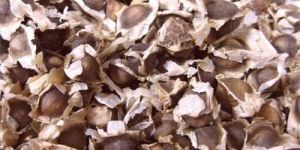 Moringa Seeds