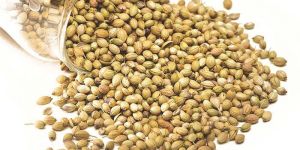Coriander Seeds