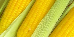 Frozen Sweet Corn