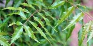 Neem Leaves