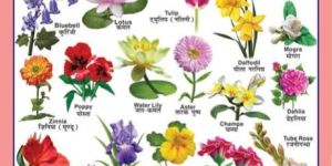 22x28 Educational Charts