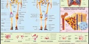 30x40 Educational Charts