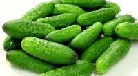 Fresh Gherkins