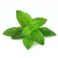 Mint Leaf