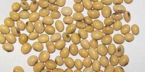 Soybean Seeds