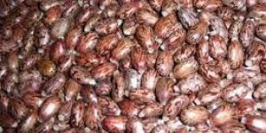 Castor Seeds