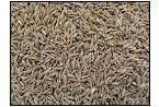 Cumin Seeds