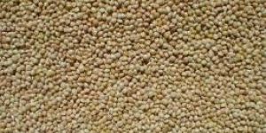 Millet Seed