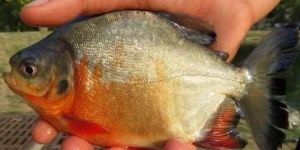 Pacu Fish