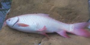 Rohu Fish