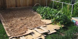 Mulch Sheet