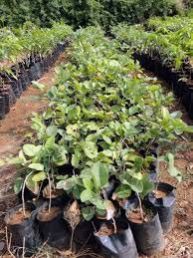 Red Sandalwood Plants