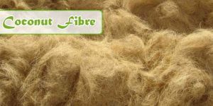 Coconut Fibre
