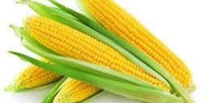 Organic Corn
