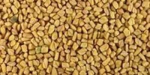 Indian FENUGREEK SEEDS WHOLE