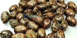 Castor Oil Seeds