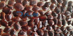 Tamarind Seeds