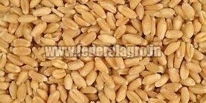 Sharbati Wheat Seeds