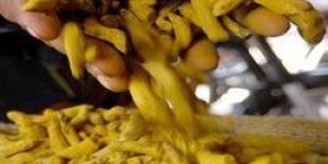 Turmeric Finger Erode