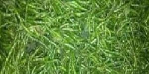 Green Chilli